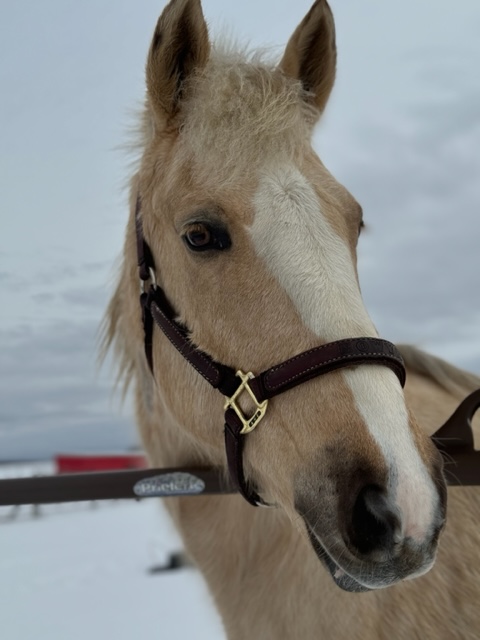 Saving horses, literally!!